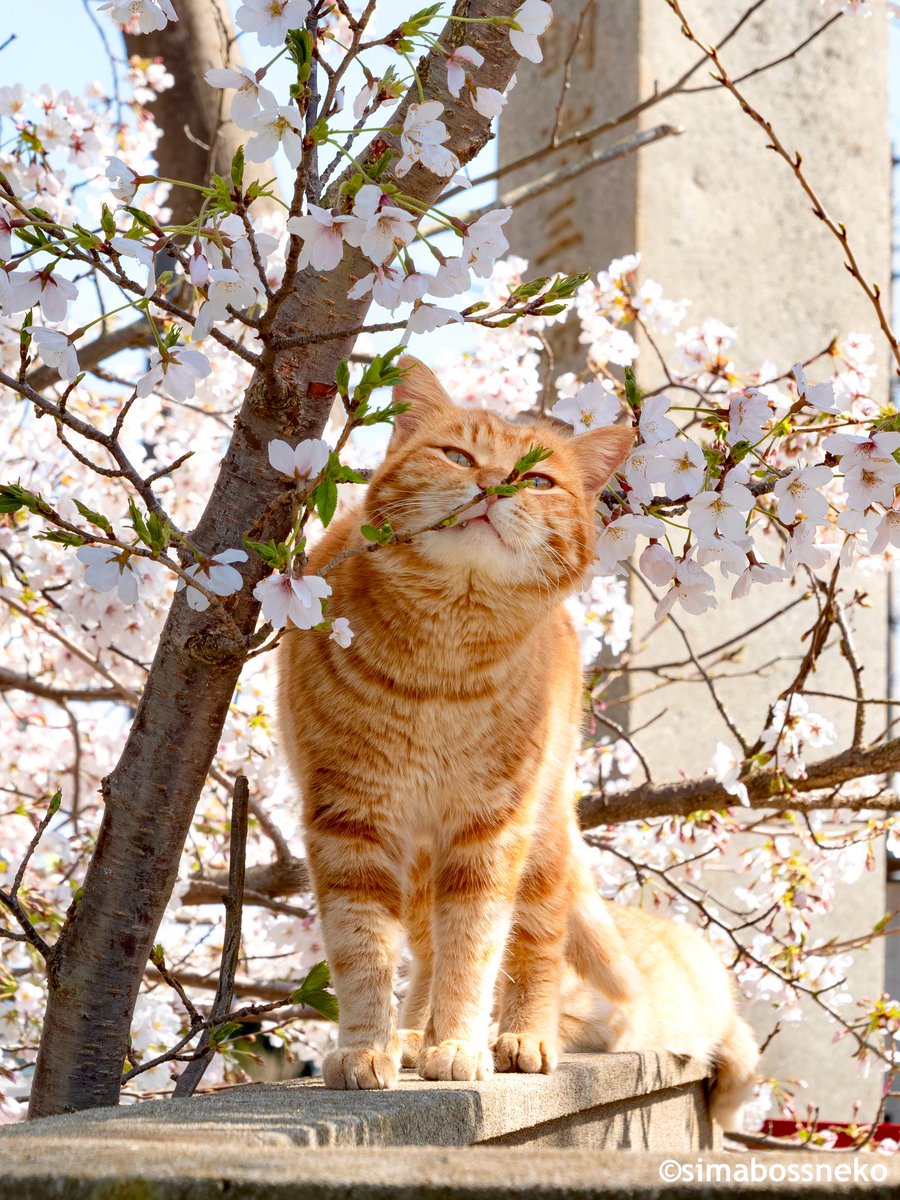 simabossneko's tweet photo. すんすん🌸
Spring fragrance ✨

#桜 #春 #猫 #cat https://t.co/5hNdDHVom4