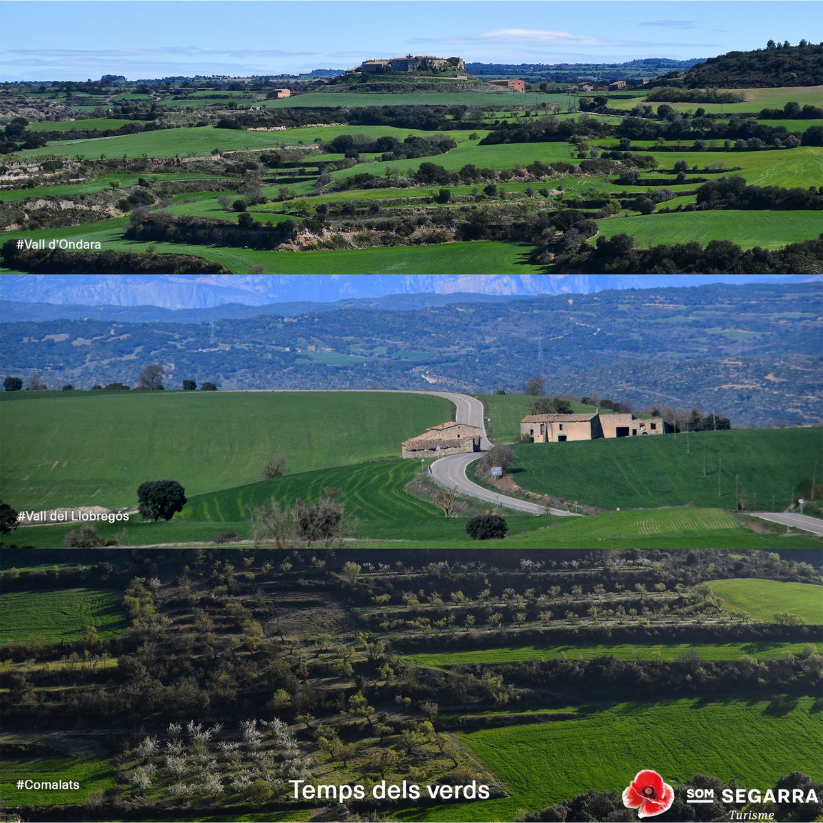 Som Segarra tweet media