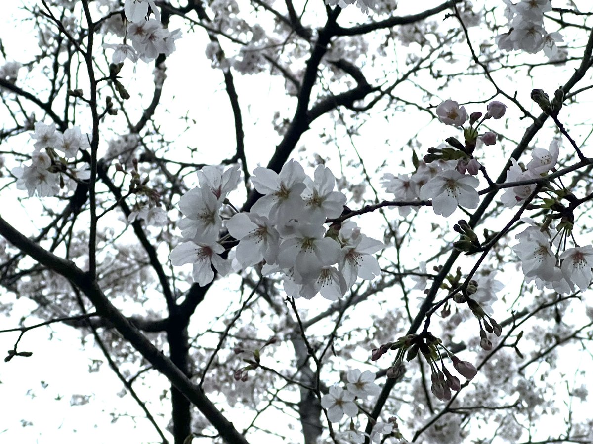 須田勝也 tweet media