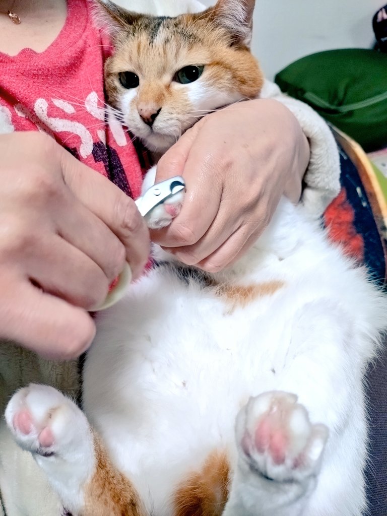 こえだ🜸クロエ tweet media