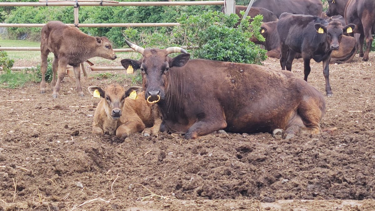 みたらし⏫ tweet media