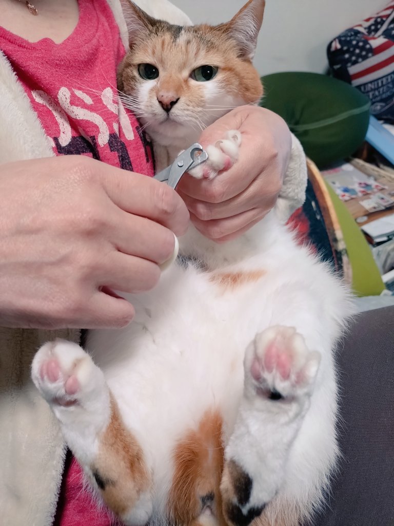 こえだ🜸クロエ tweet media