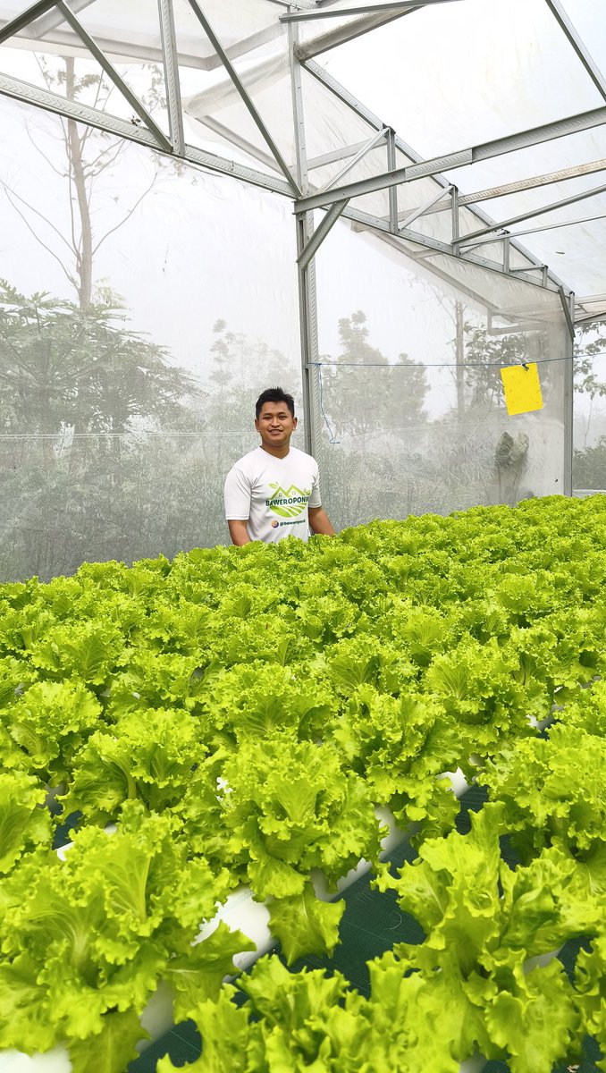 Bakul Selada tweet media