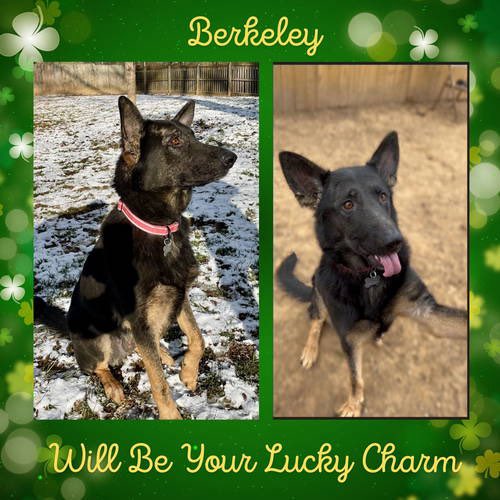 All Shepherd Rescue tweet media