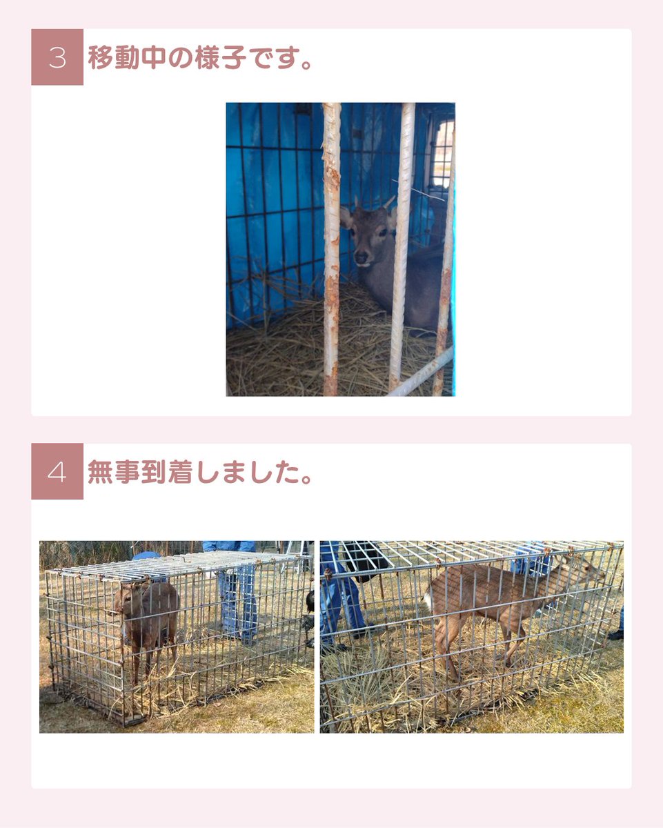 おおさかワンニャン通信 tweet media