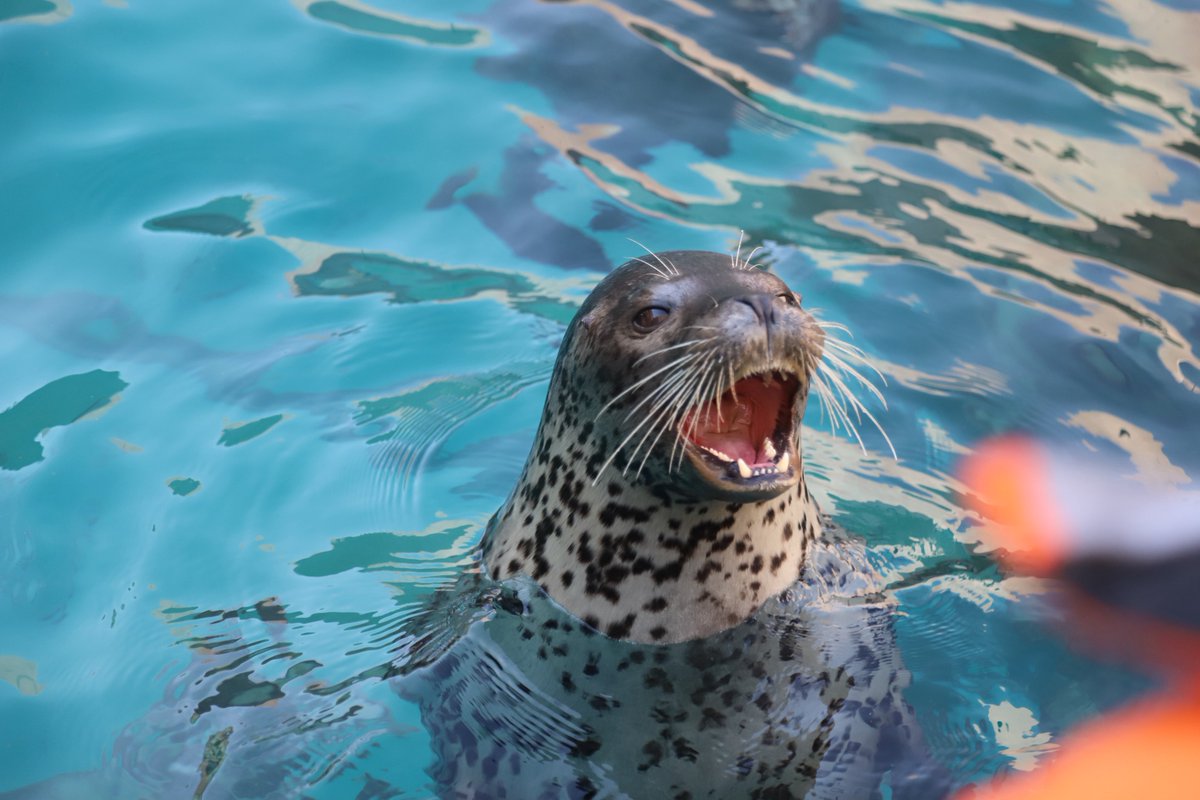 bui🐈🦭 tweet media