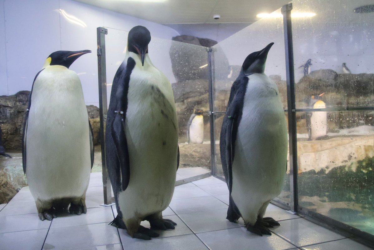 Mr.シンゲツ tweet media