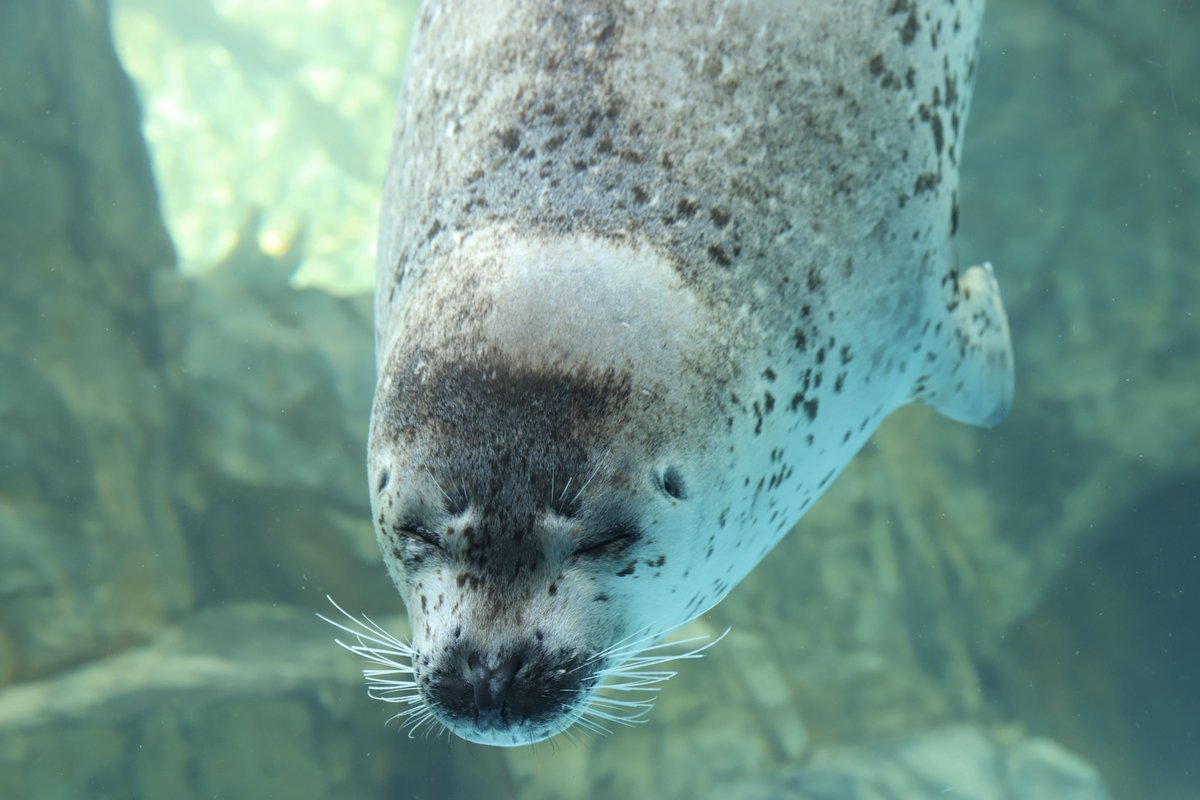 bui🐈🦭 tweet media