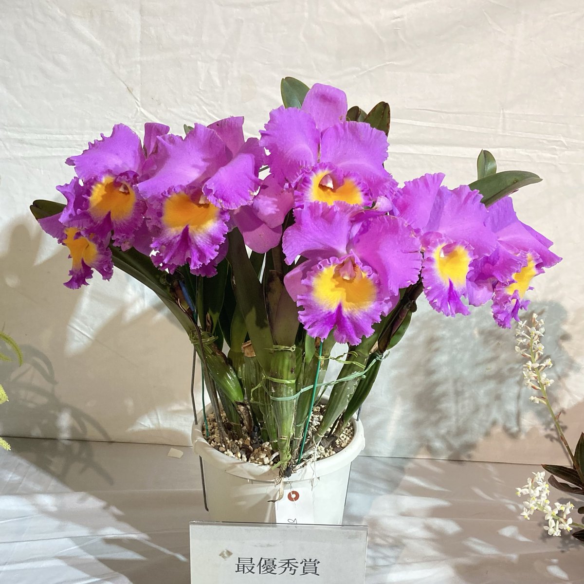 こことは tweet media