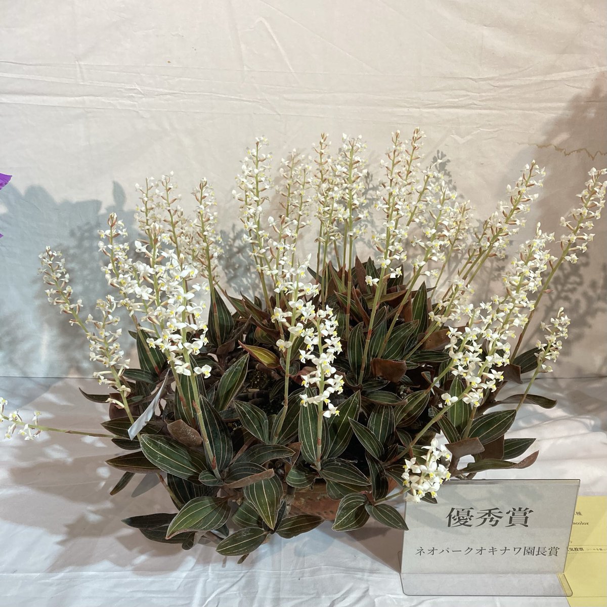 こことは tweet media