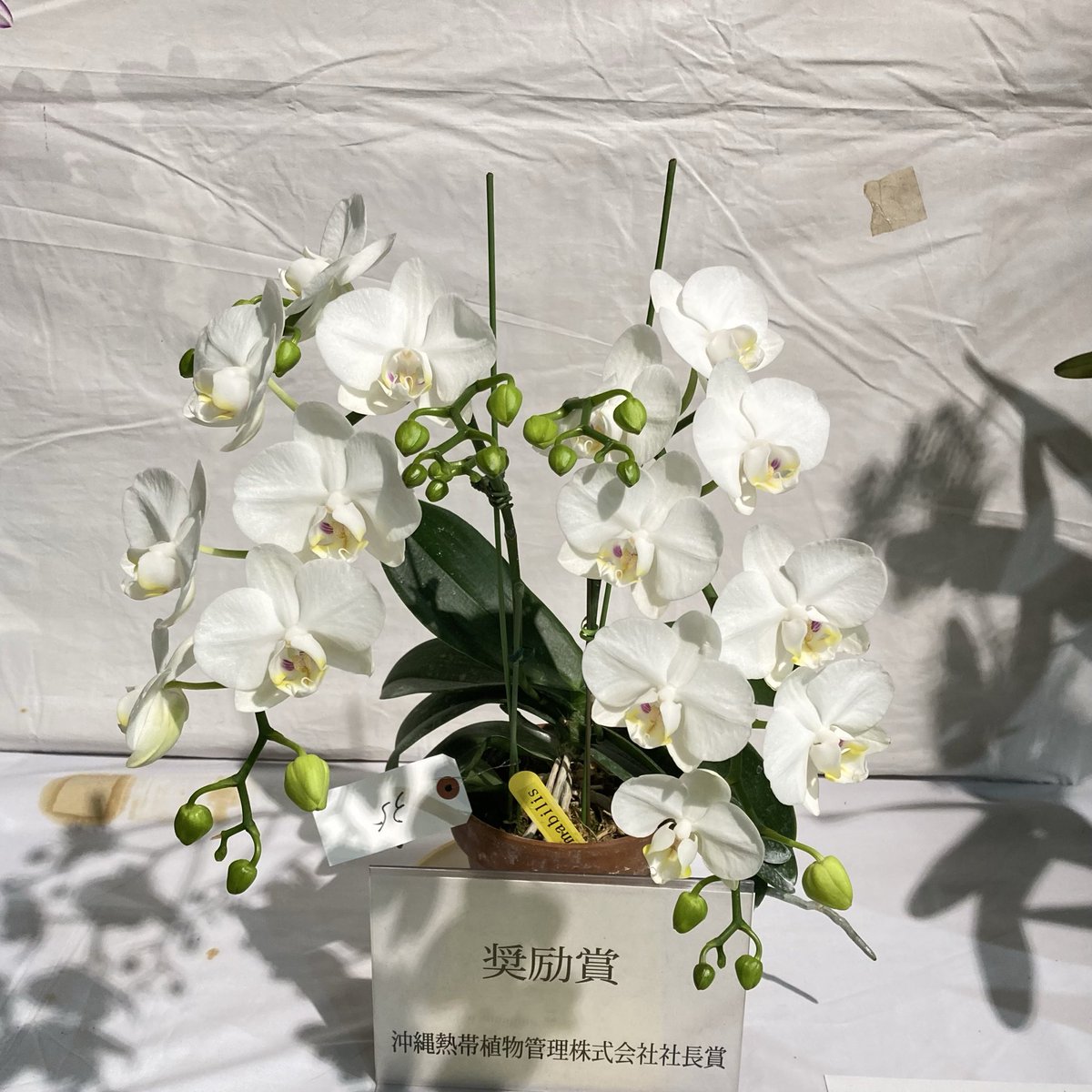 こことは tweet media