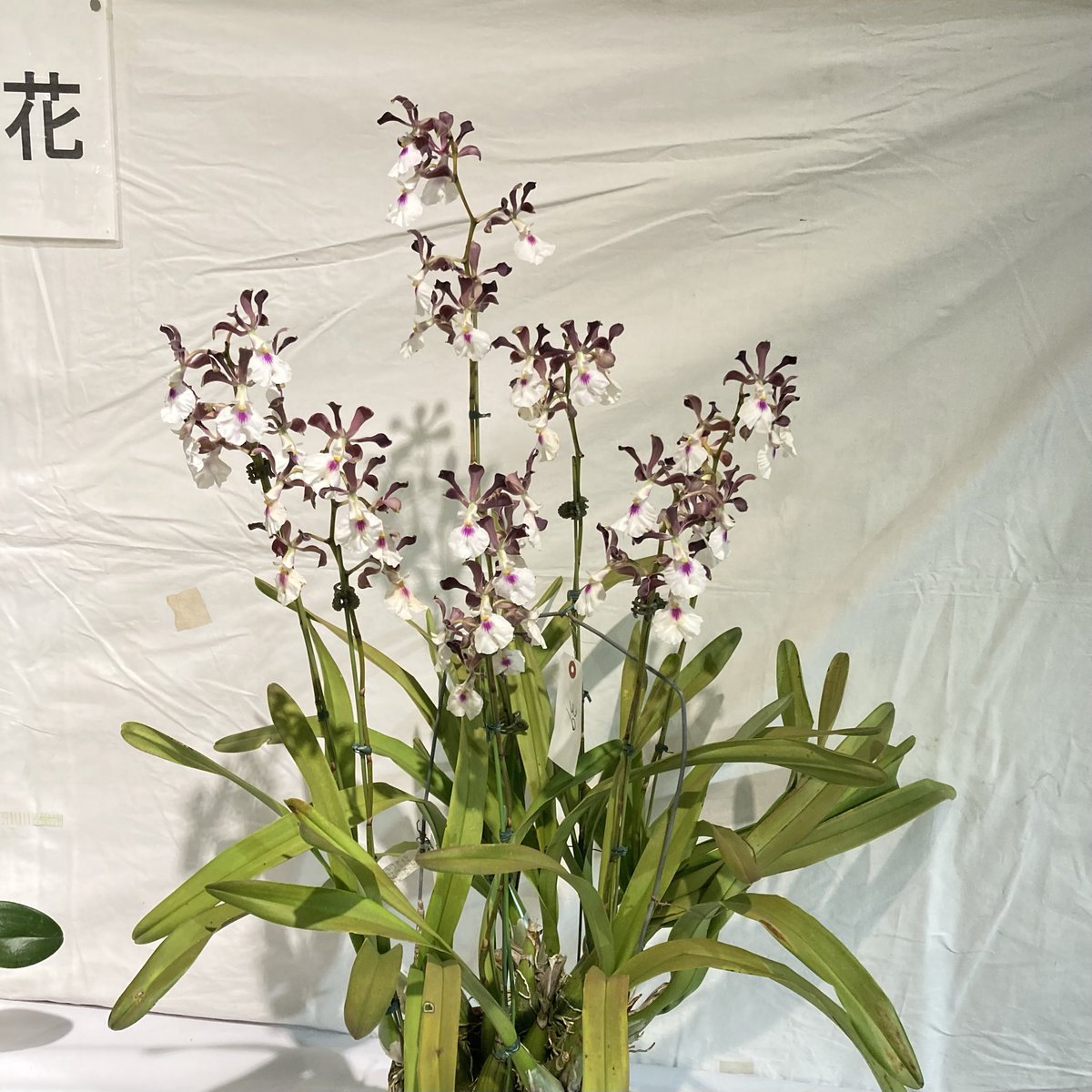 こことは tweet media