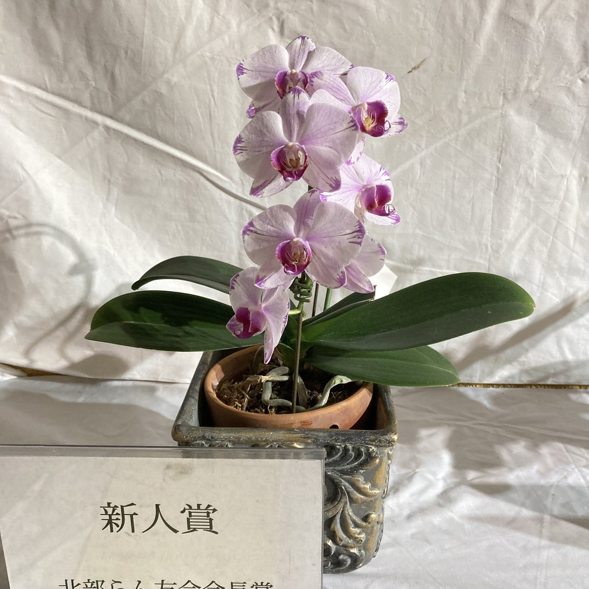 こことは tweet media