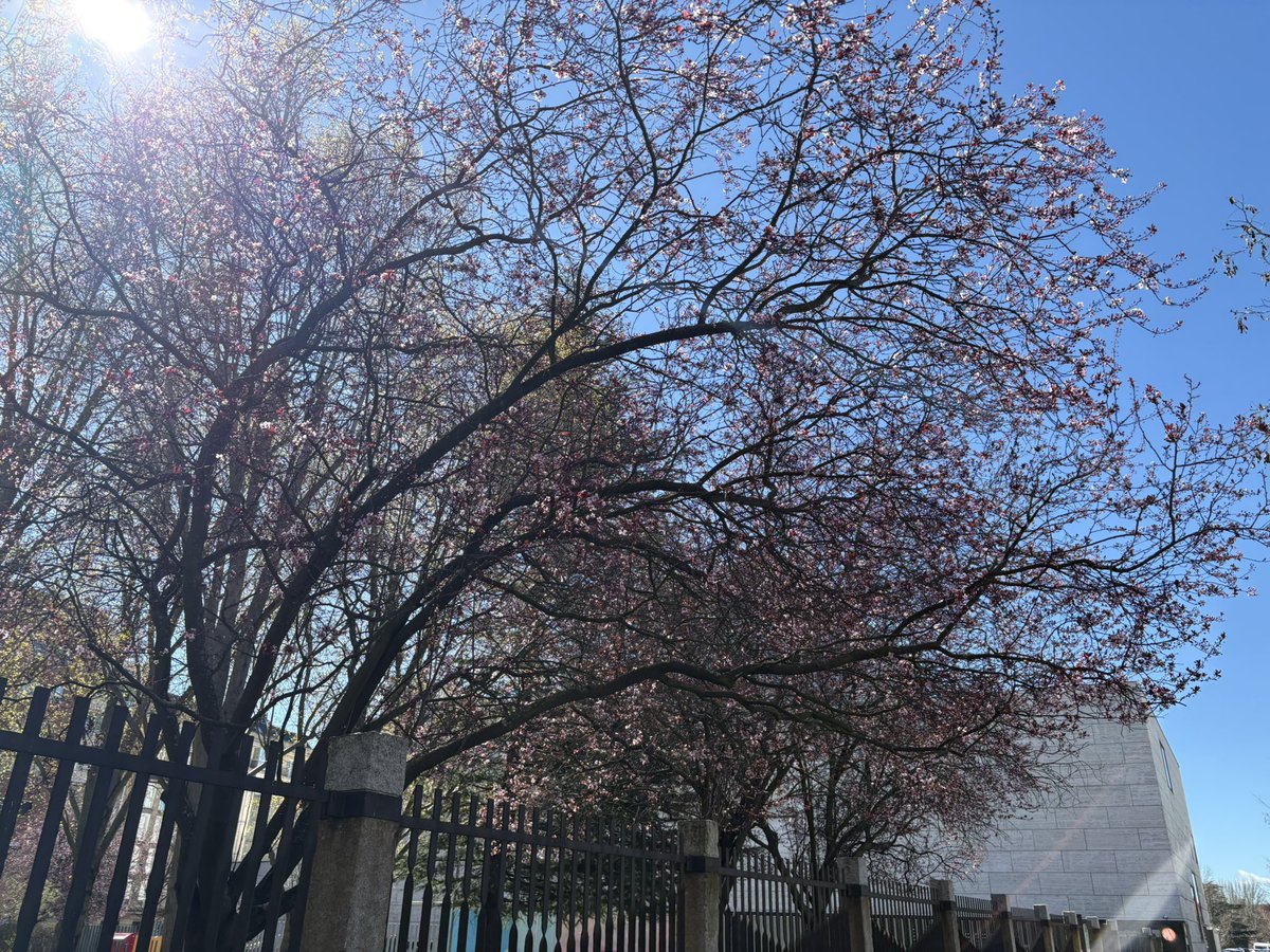 nora ray tweet media