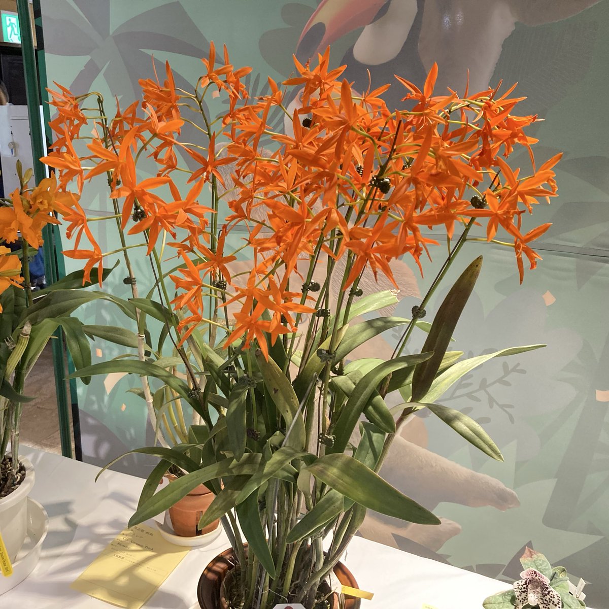 こことは tweet media