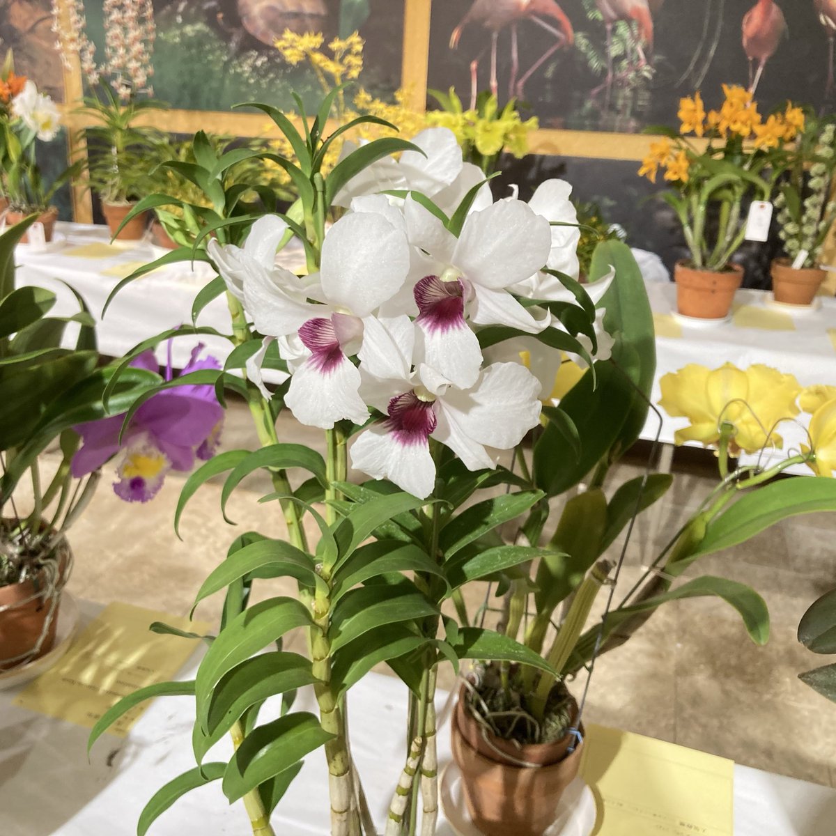 こことは tweet media