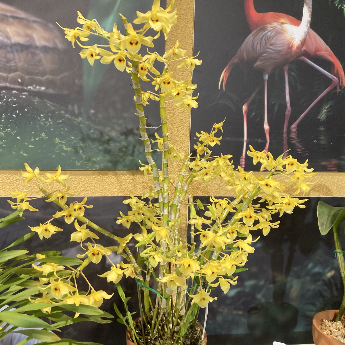 こことは tweet media