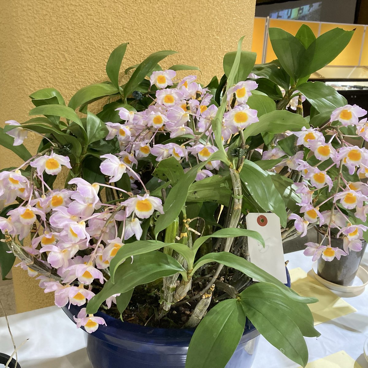 こことは tweet media