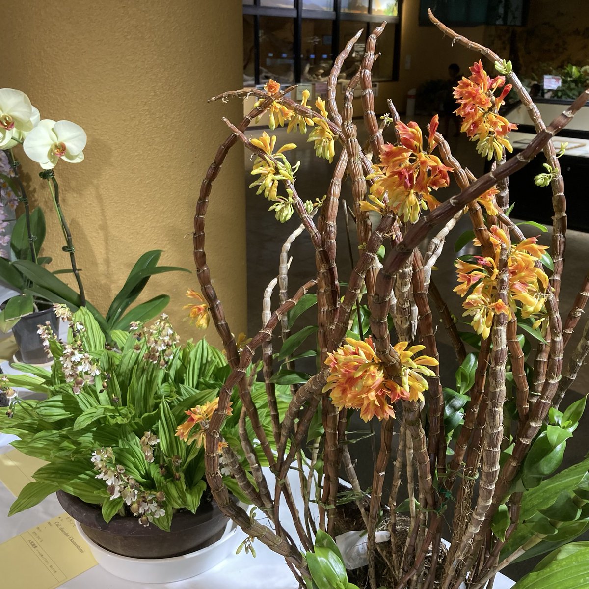 こことは tweet media