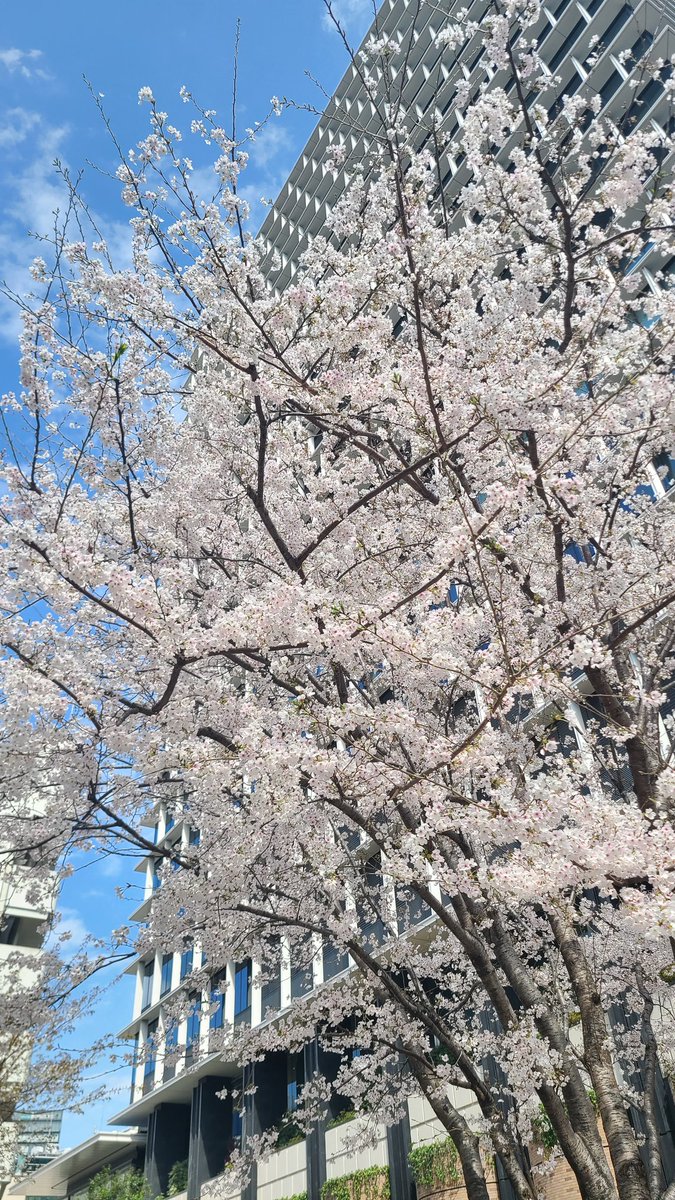 まやや@3/29吉川なまずハーフ⏩️4/26いしおかトレイル⏩️5/17野辺山100 tweet media