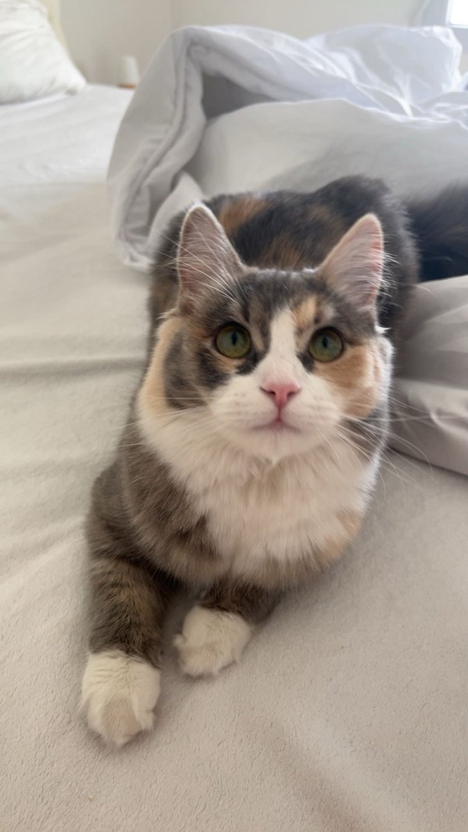 mia chaussette 😸 tweet media