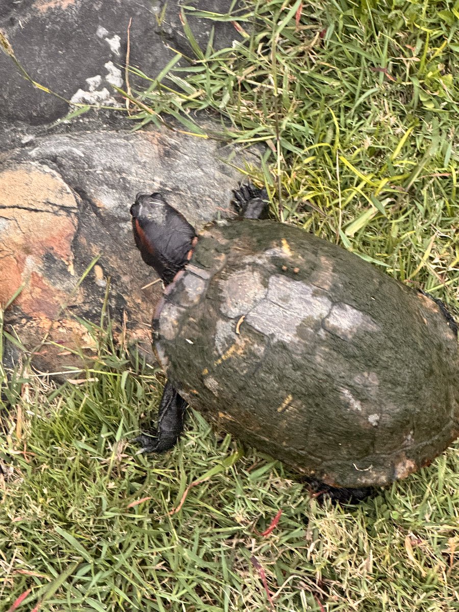 哈巴狗喵喵 tweet media