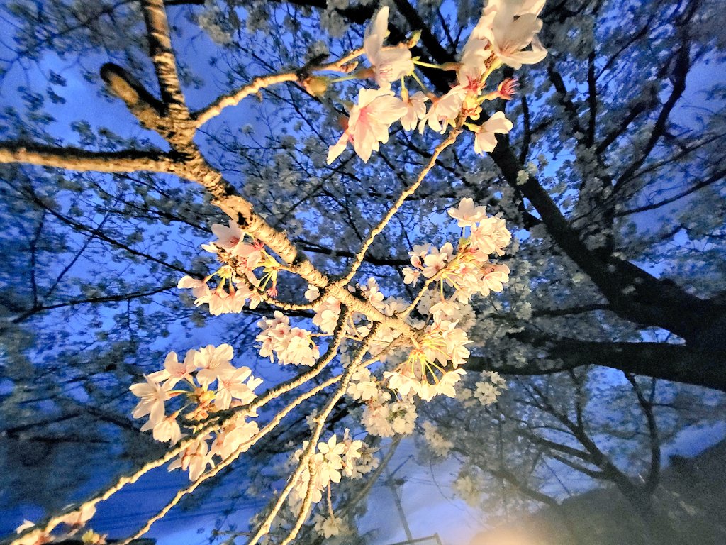 コトノハ-jokertan tweet media