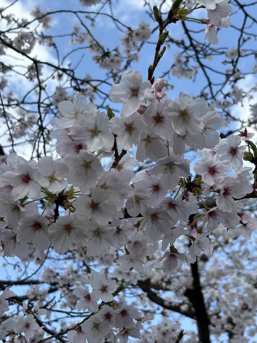 csfact's tweet photo. ドジャース勝った！
暖かそうなので買い物がてらお花見に。
今年も桜を愛でることができました。
とても穏やかな気持ちです。
 
#桜
#新曽さくら川 https://t.co/C7VRR2B2o0