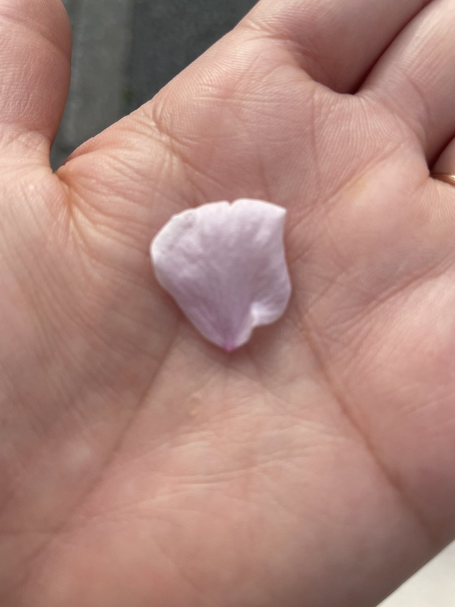 まゆだま tweet media