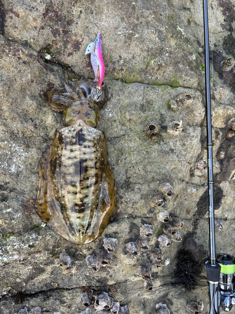 ポリング@ tweet media