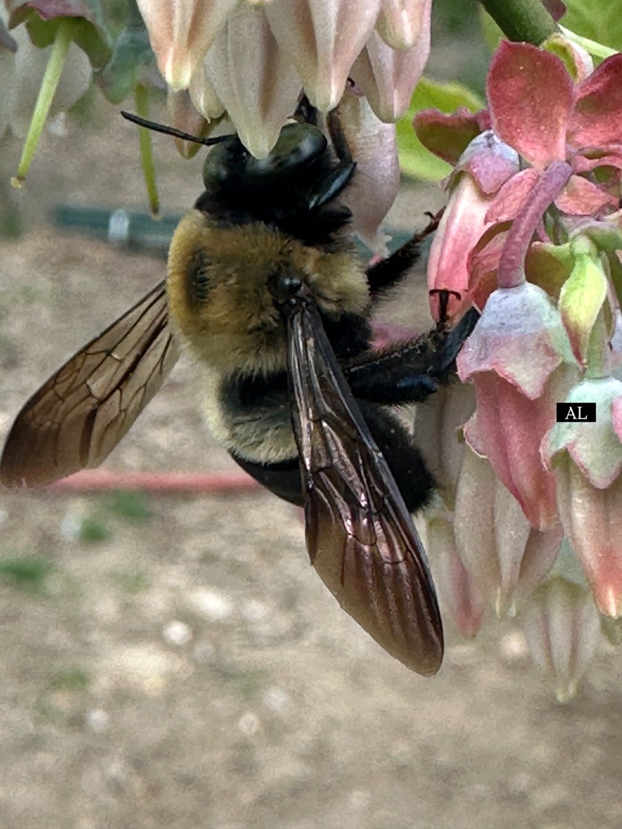 Al 🥀🌹 tweet media