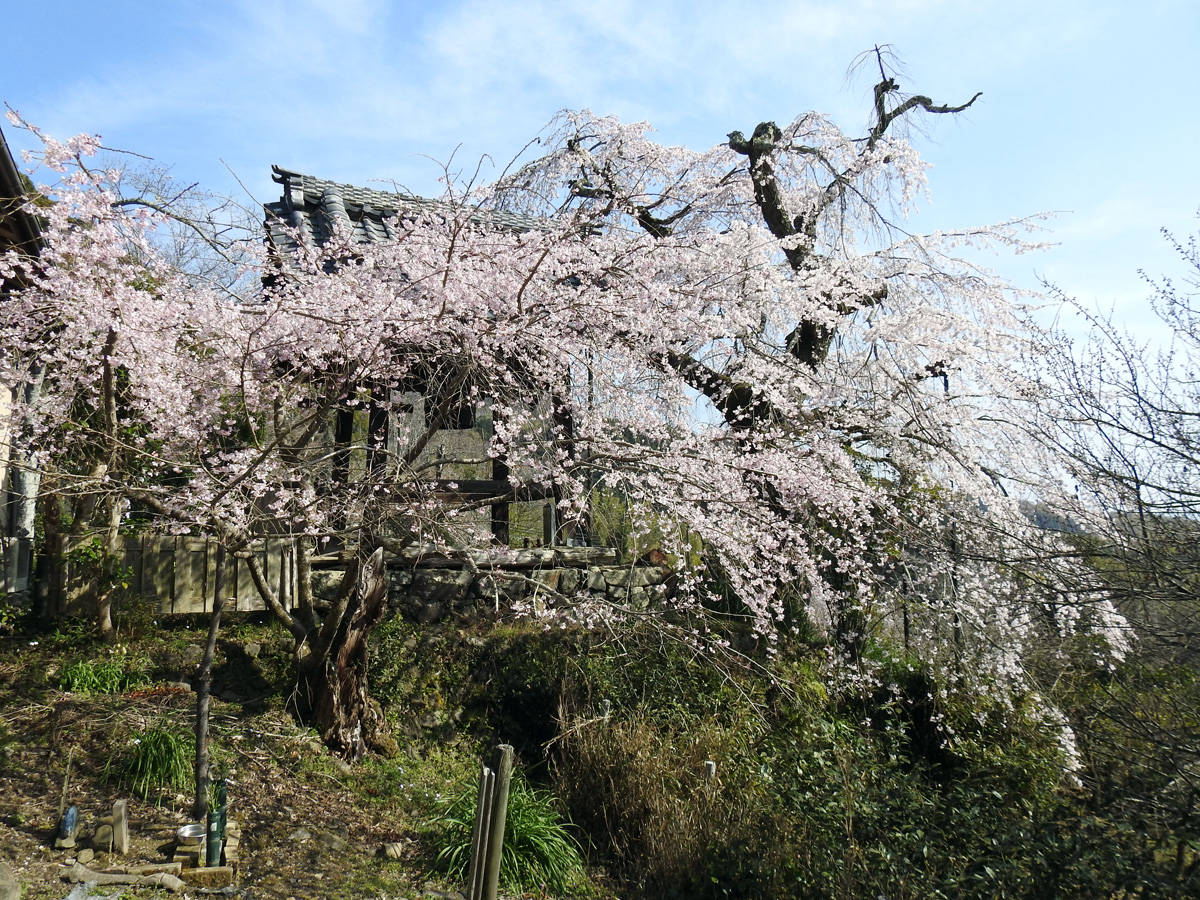 まゆイヌ tweet media