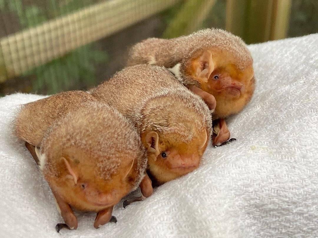 cinnamon sugar donuts ♡