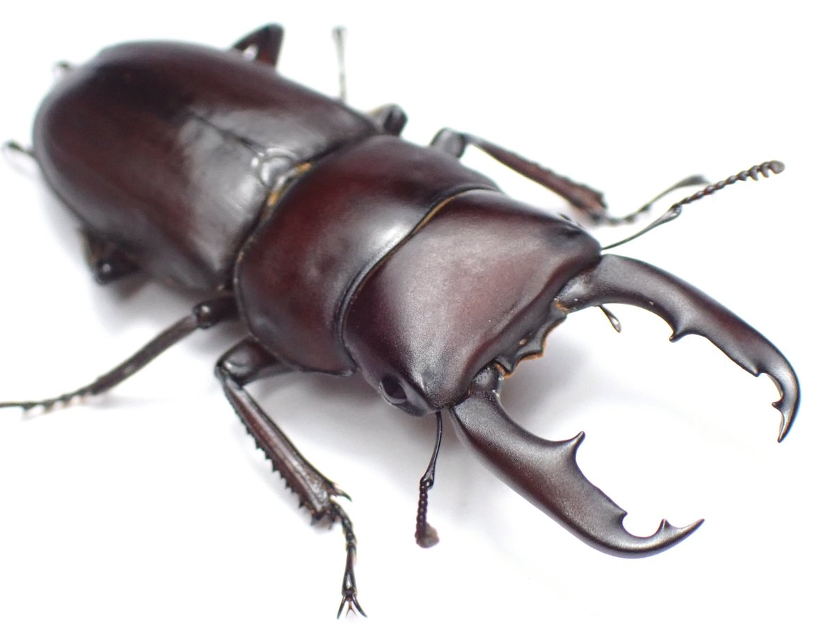 ヤクシマスジクワガタ
37mm

特徴的な大アゴに赤いボディ。
非常にかっこよい。