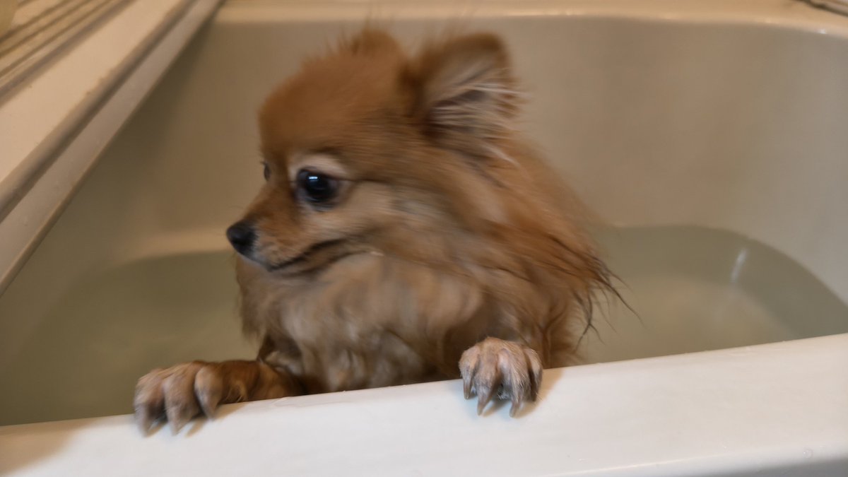 ゆうき tweet media