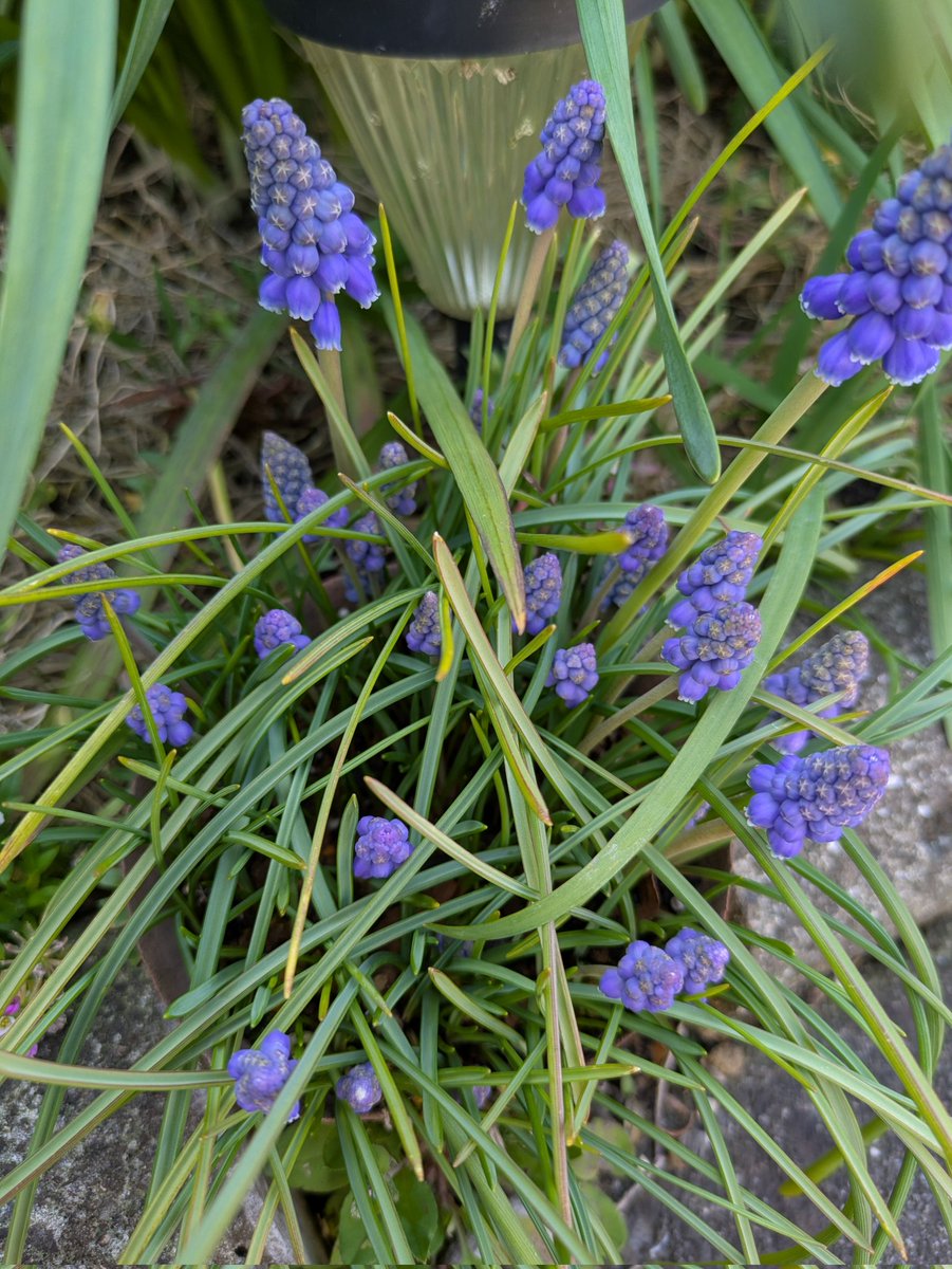 コーマ tweet media