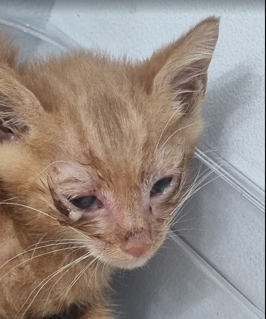 casa_delgatto tweet media