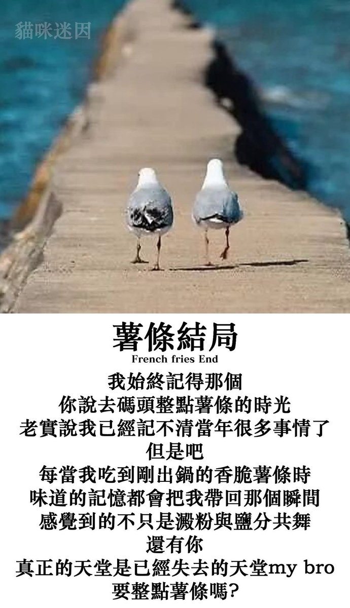 貓咪打電腦💻貓咪迷因正常運營中 tweet media