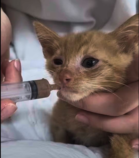 casa_delgatto tweet media