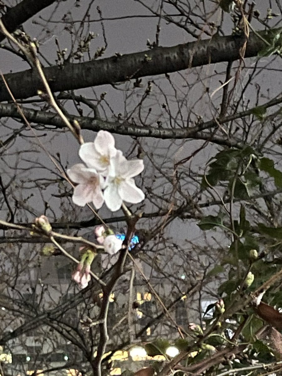 EN | Designer tweet media