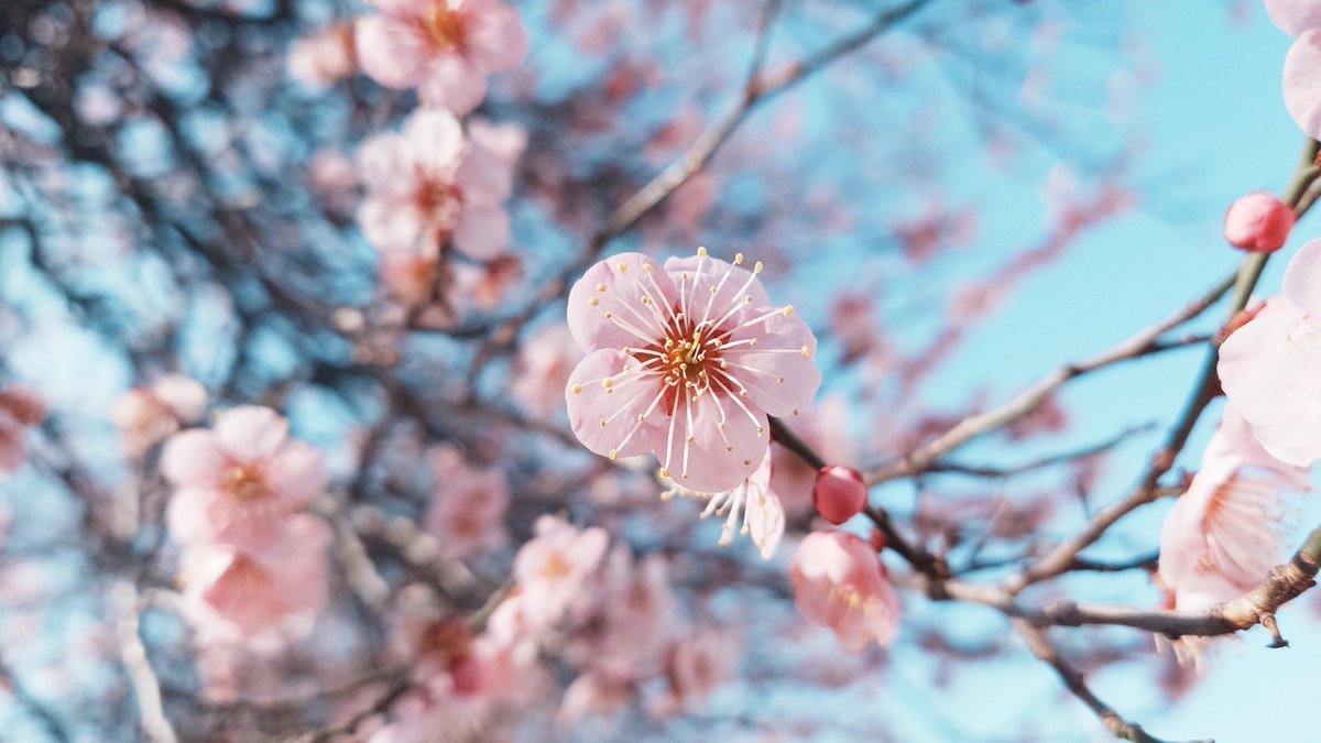 yoshi011667's tweet photo. 信州はまだ梅の花🌸満開🌺 https://t.co/thFpF1m3gG
