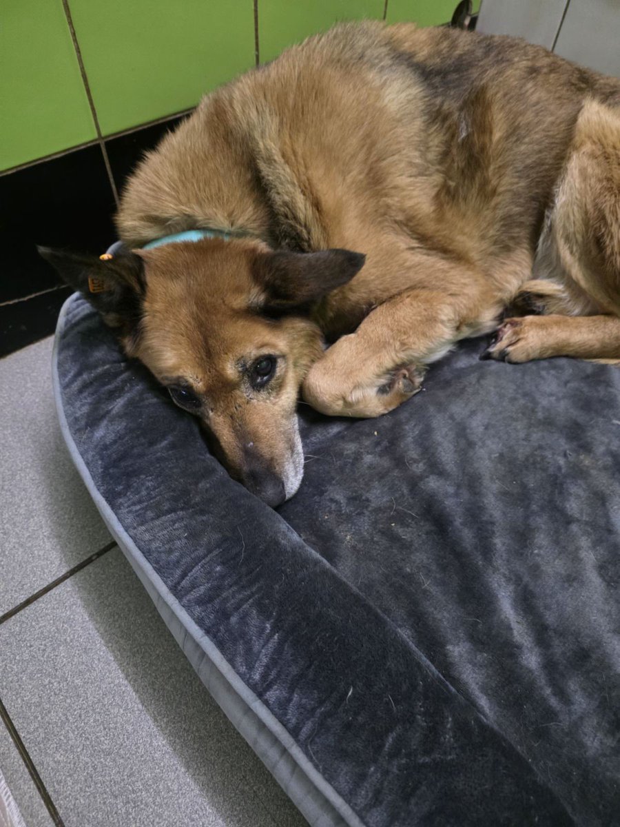 лучанка tweet media