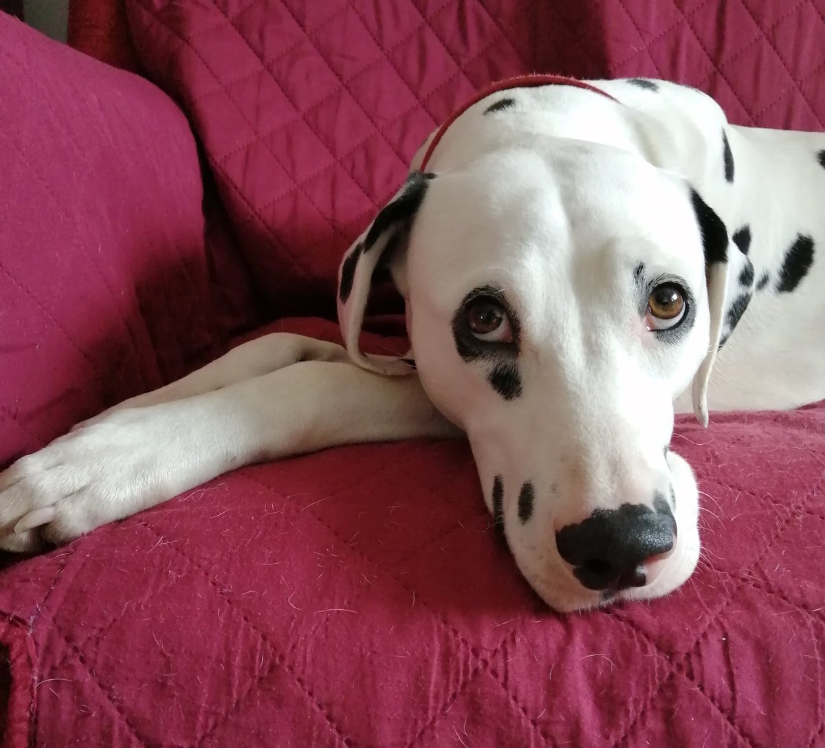 Janette, Poppy and Angel Chloe 🌈🐾 tweet media