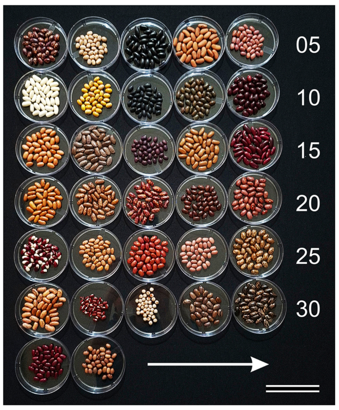 Plants_MDPI's tweet photo. 🌱 96% accuracy identifying bean seed accessions — non-destructively, with light alone

New hyperspectral imaging benchmark tests 32 accessions &amp; multiple ML/DL models for seed authentication at scale.

🔗 Read more: https://t.co/NRYlAXpuyU

#HyperspectralImaging #MachineLearning https://t.co/S24h3tFFSc