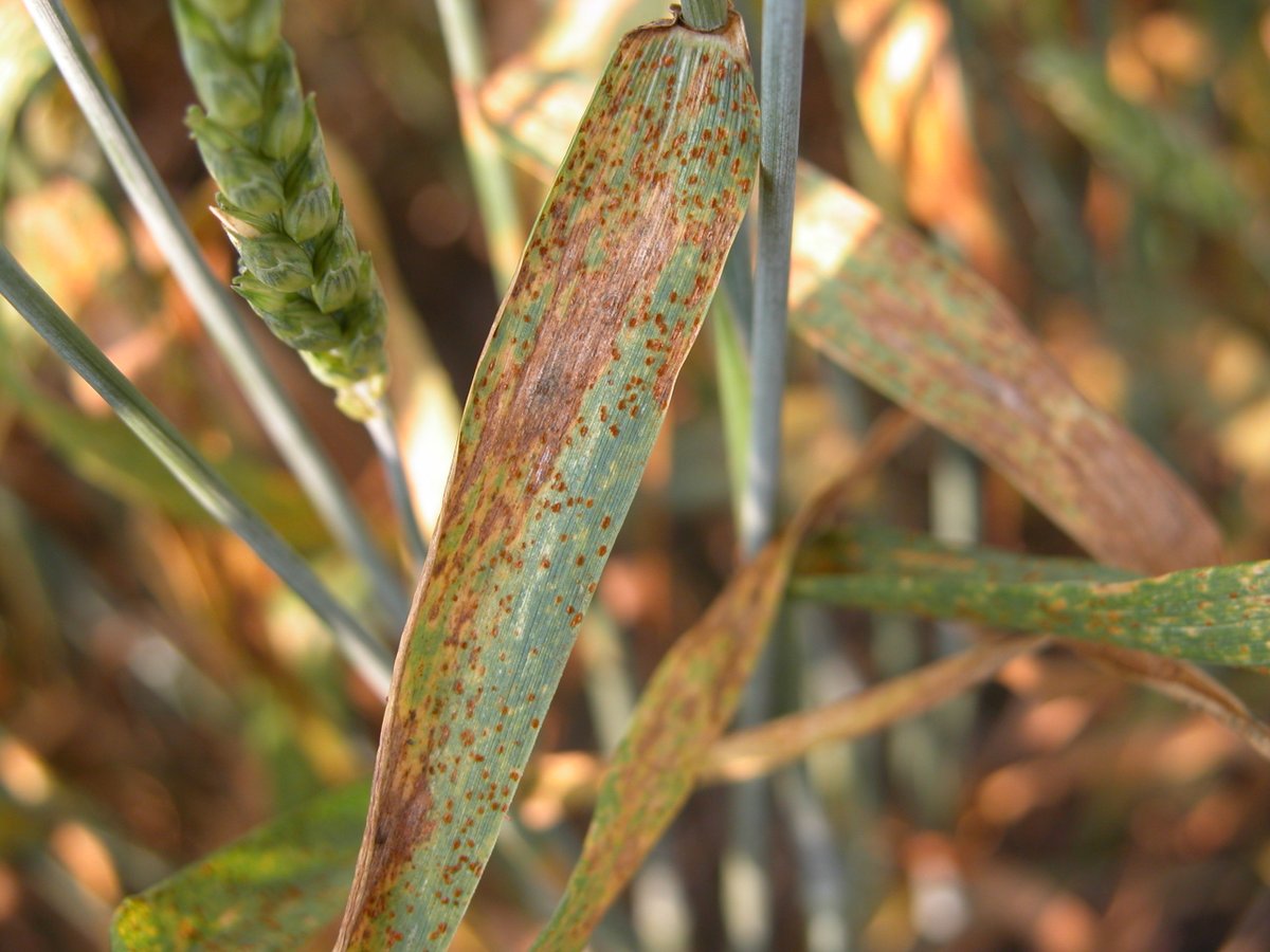 Crop Protection Network tweet media