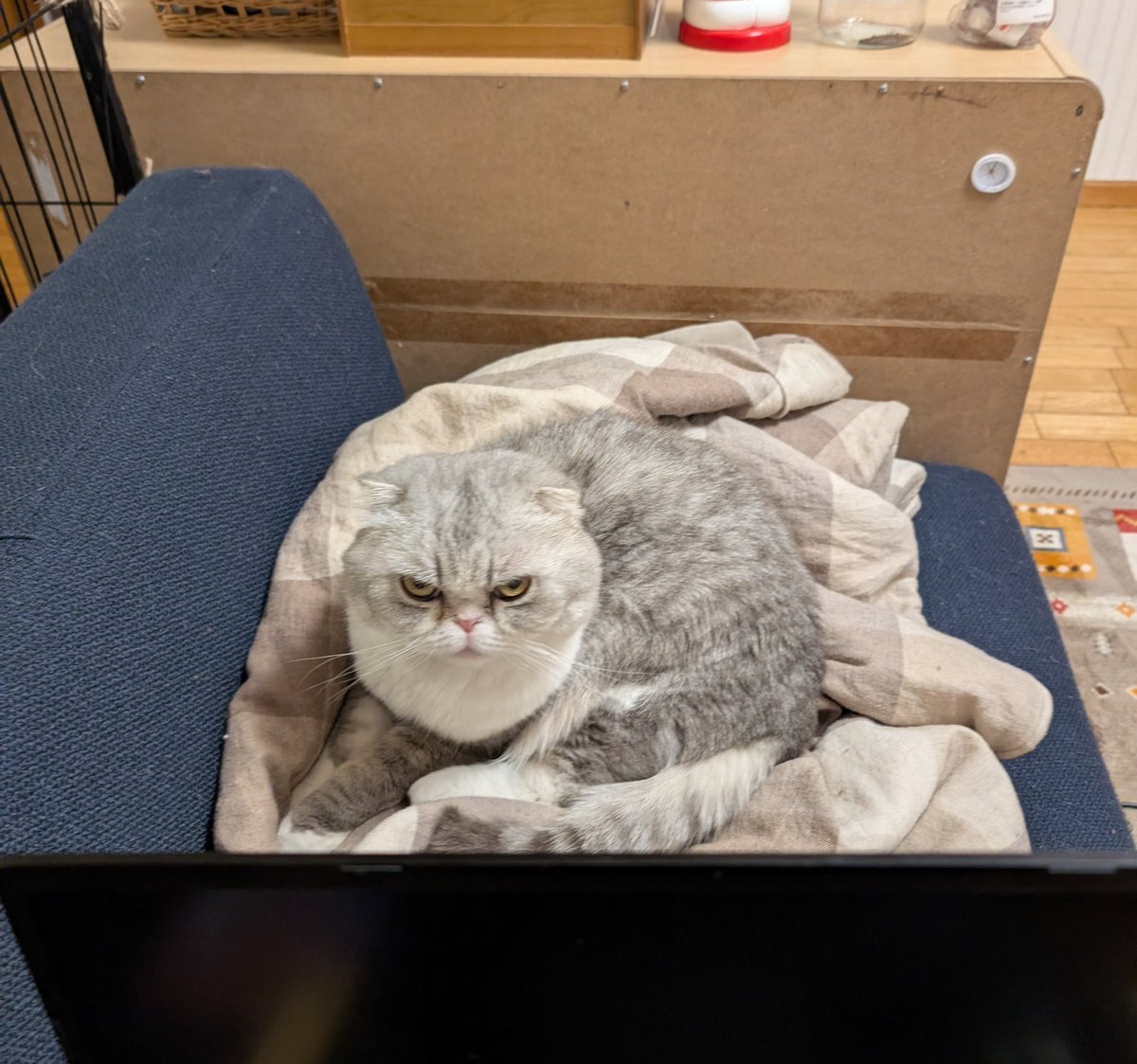 バロナール tweet media