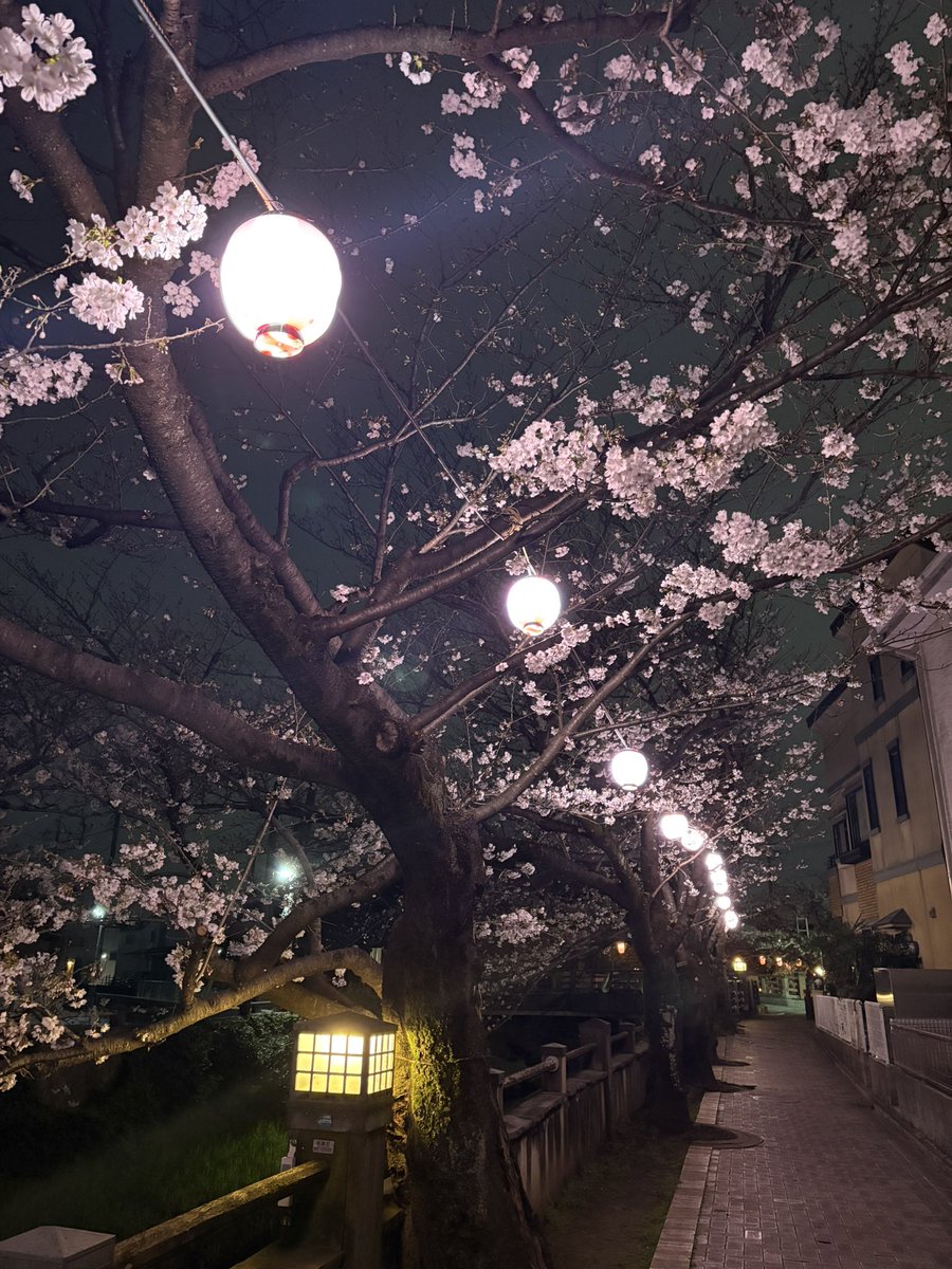 KSTten619's tweet photo. 夜桜きれい！
春になったなぁー https://t.co/Z8pQPx2svl