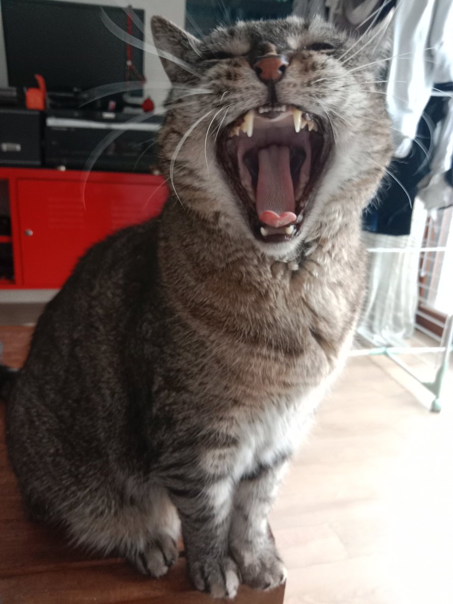 Don Grizzly Modeste tweet media