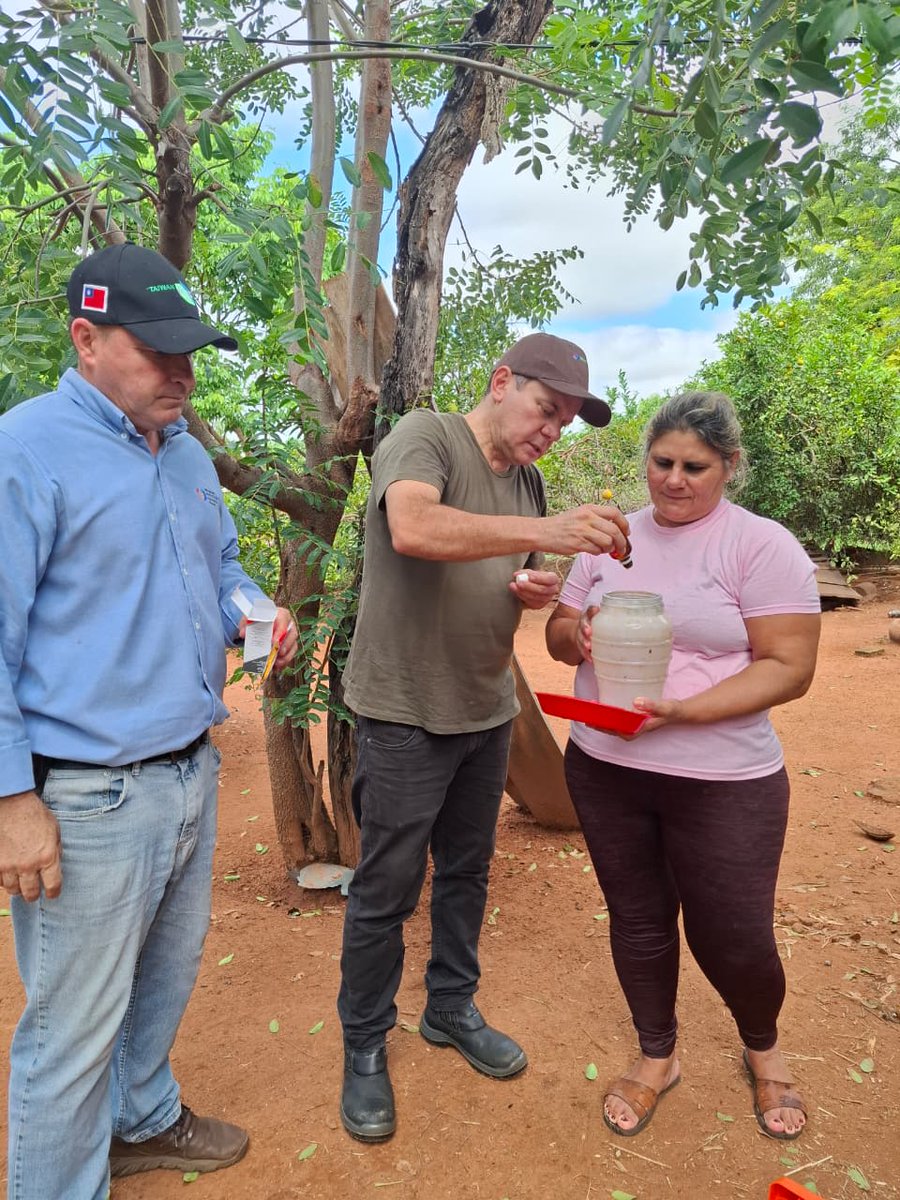 Viceministerio de Ganadería Paraguay tweet media
