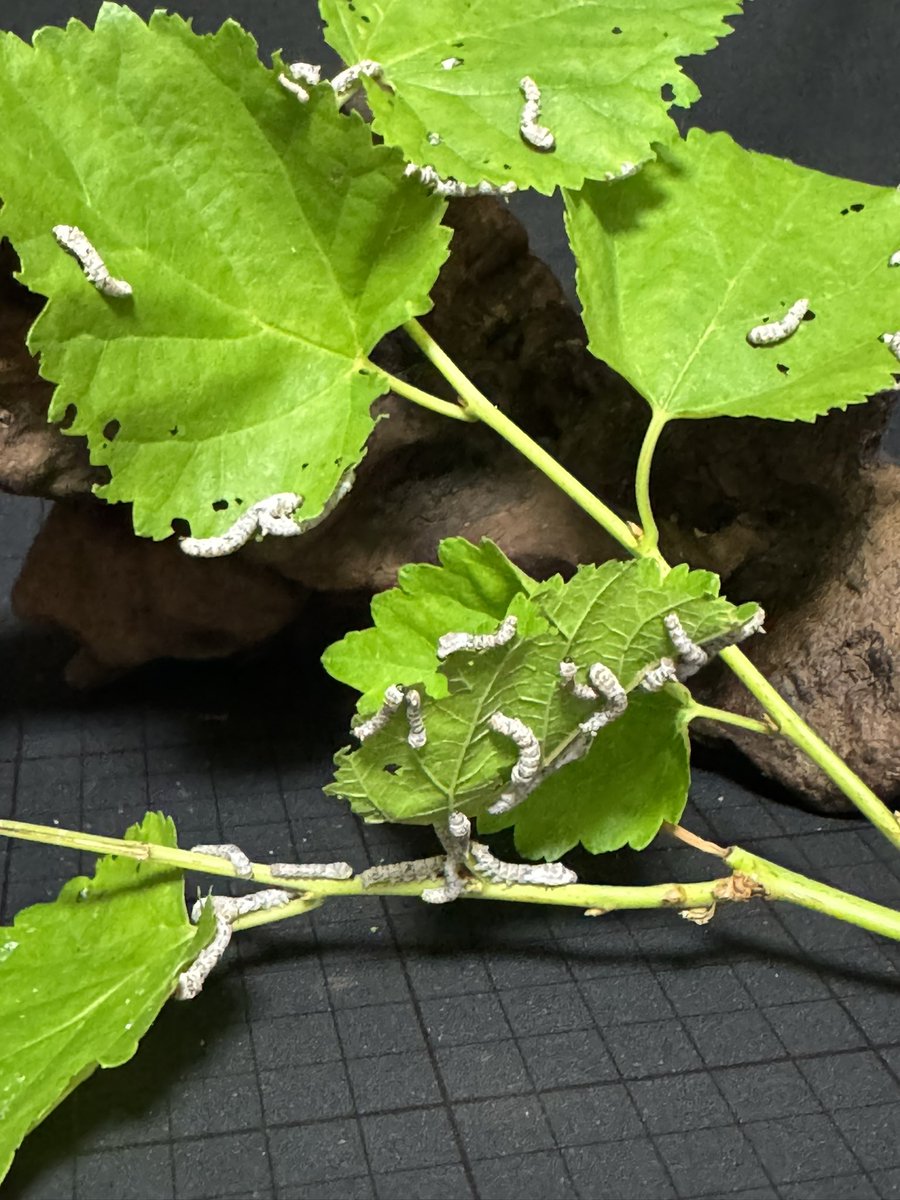 Simeji(K&G Factory) tweet media